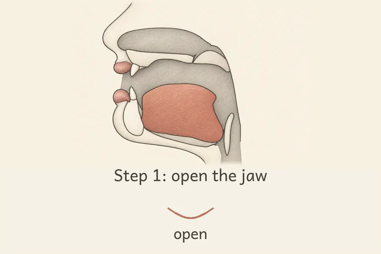Jaw dropped to a clearly open position, wider than for the eɪ vowel.