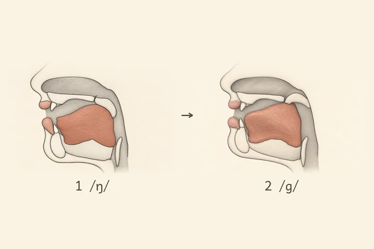 Back of the tongue rises to the soft palate only right before a following k or g, and an extra stop tends to appear after a final ŋ.