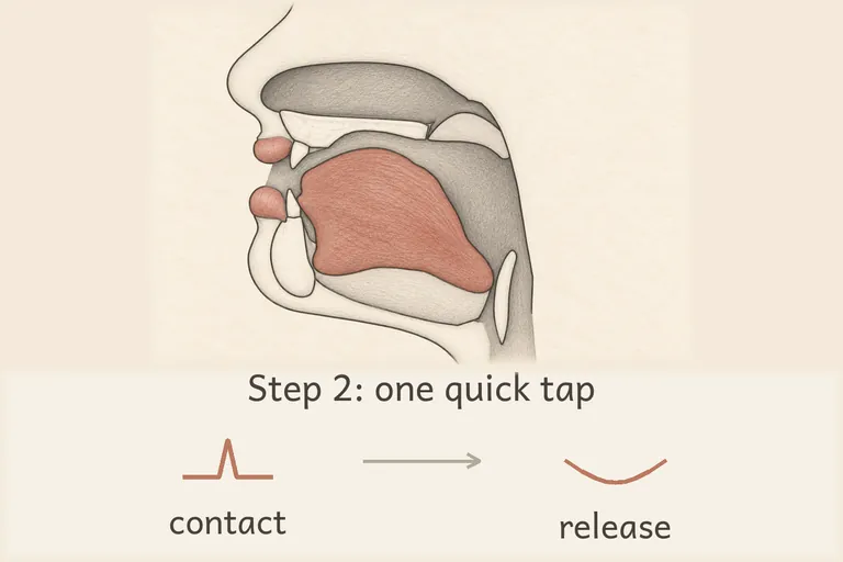 Tongue tip bounces off the ridge in one quick, light flick rather than holding a full stop.