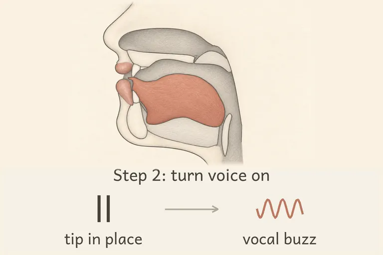 Voice turns on, a steady buzz flows over the tongue tip.
